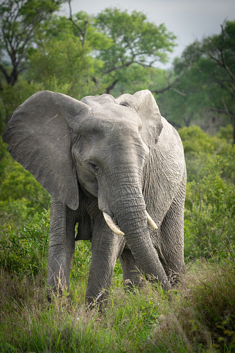 An African Elephant standing in the lush grassland of Kruger Park.