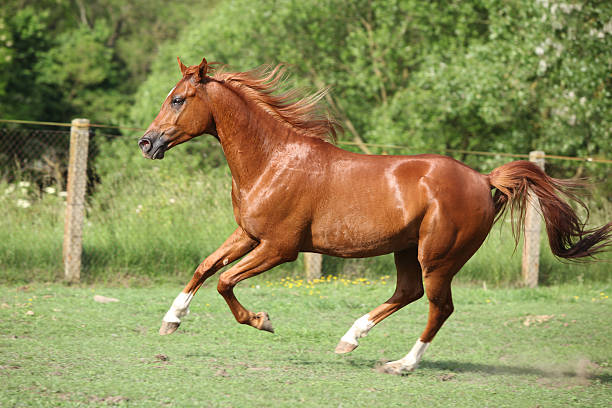 istock Nice chestnut arabian horse running in paddock 177769754