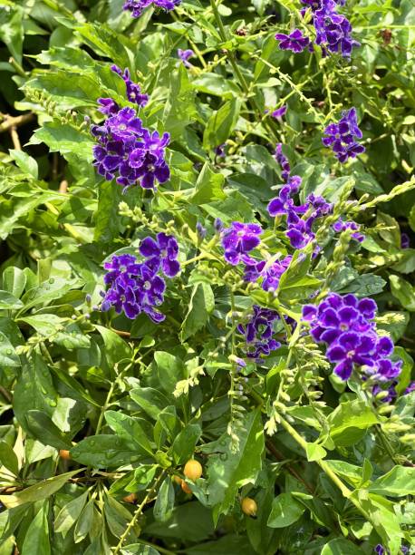 istock the flowers are in bloom. 1777698399