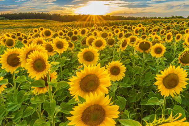istock Sunflowers during flowering during the day 1777698915