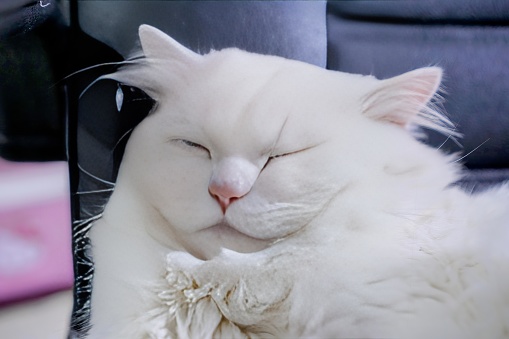 a white cat sleeping on a chair.