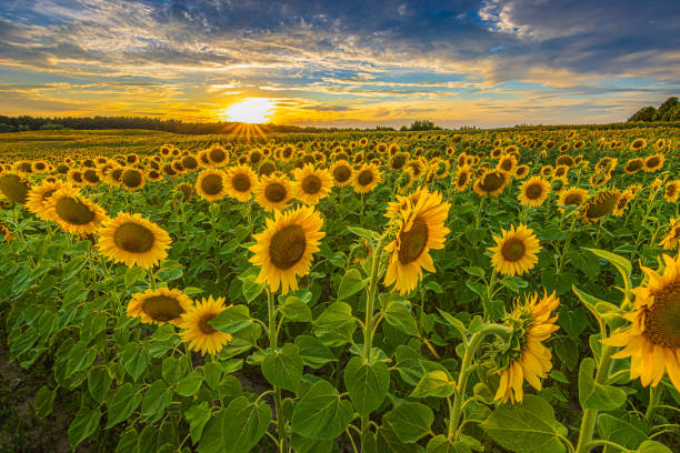 istock Summer evening in a field with sunflowers 1777699275
