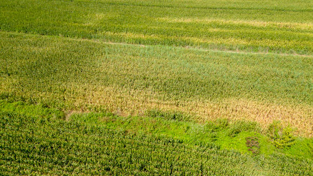 istock Corn field. Corn planted in a large area. harvest concept 1777699512