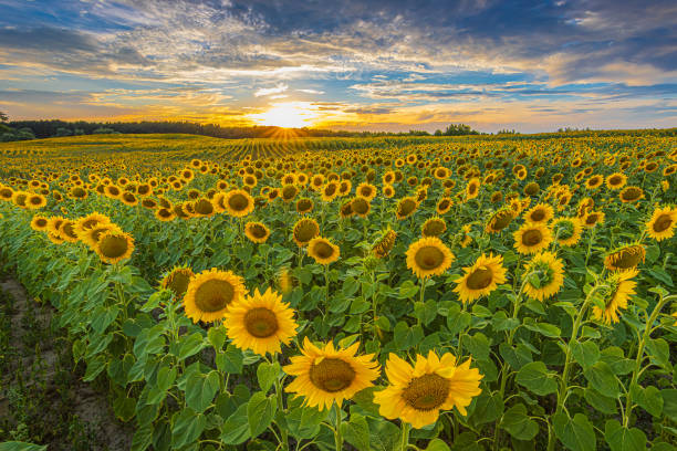 istock Field with sunflowers in the evening 1777700046