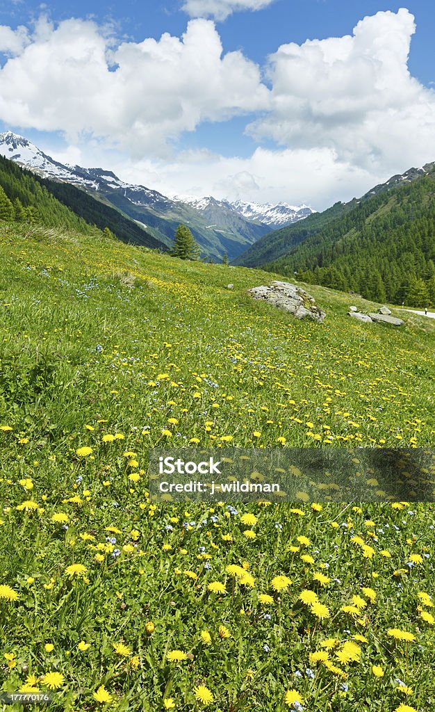 Żółty Mniszek kwiaty na lato Góra stożka - Zbiór zdjęć royalty-free (Alpy)