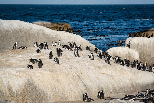 Group of Magellanic Penguins gathered on a sandy beach on a sunny summer day in the Falkland Islands.