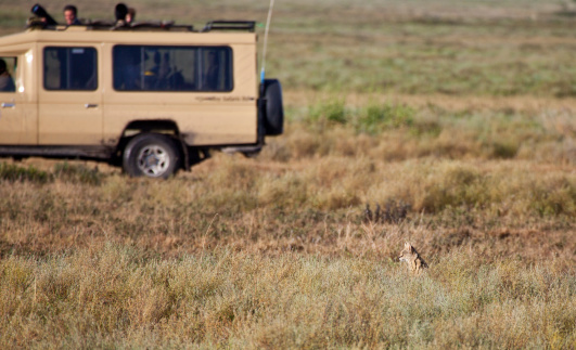 A Serval hunts for small animals on the African Savanna. Serengeti National Park, Tanzania.