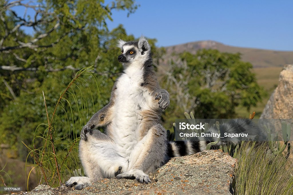 Maki, Madagaskar - Lizenzfrei Affe Stock-Foto