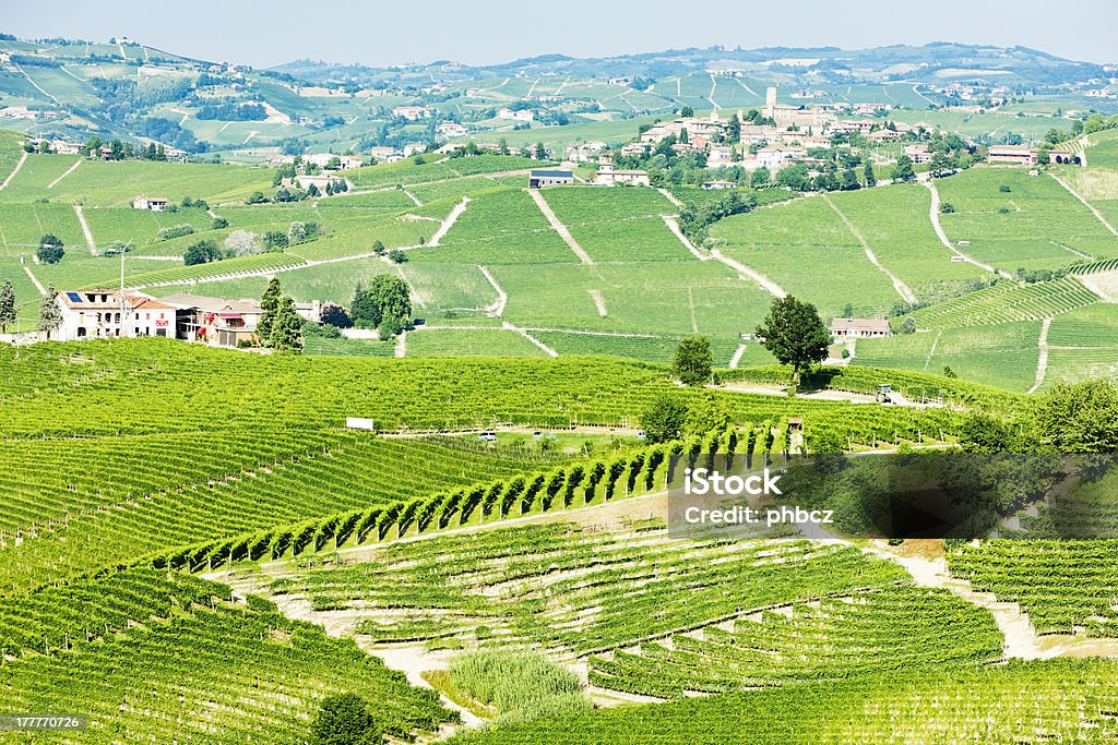 vineyars, Piedmont, Włochy - Zbiór zdjęć royalty-free (Barolo)