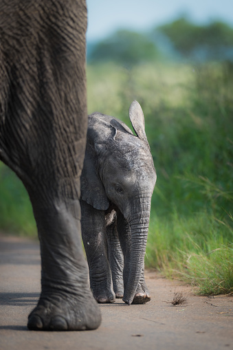 A tiny baby African elephant wanders behind its mother, Kruger Park.
