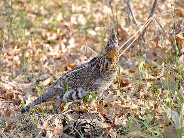 bonsa umbellus - pheasant hunting bird gamebird - fotografias e filmes do acervo