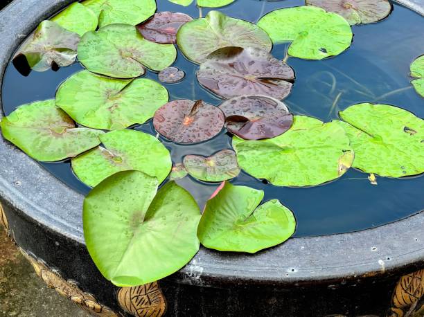 istock water lilies in a pond. 1777708859