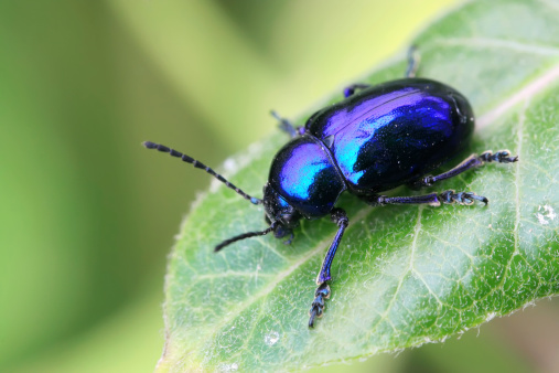 a kind of insects named beetle