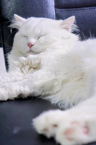 istock a white cat sleeps on a black leather chair. 1777713389