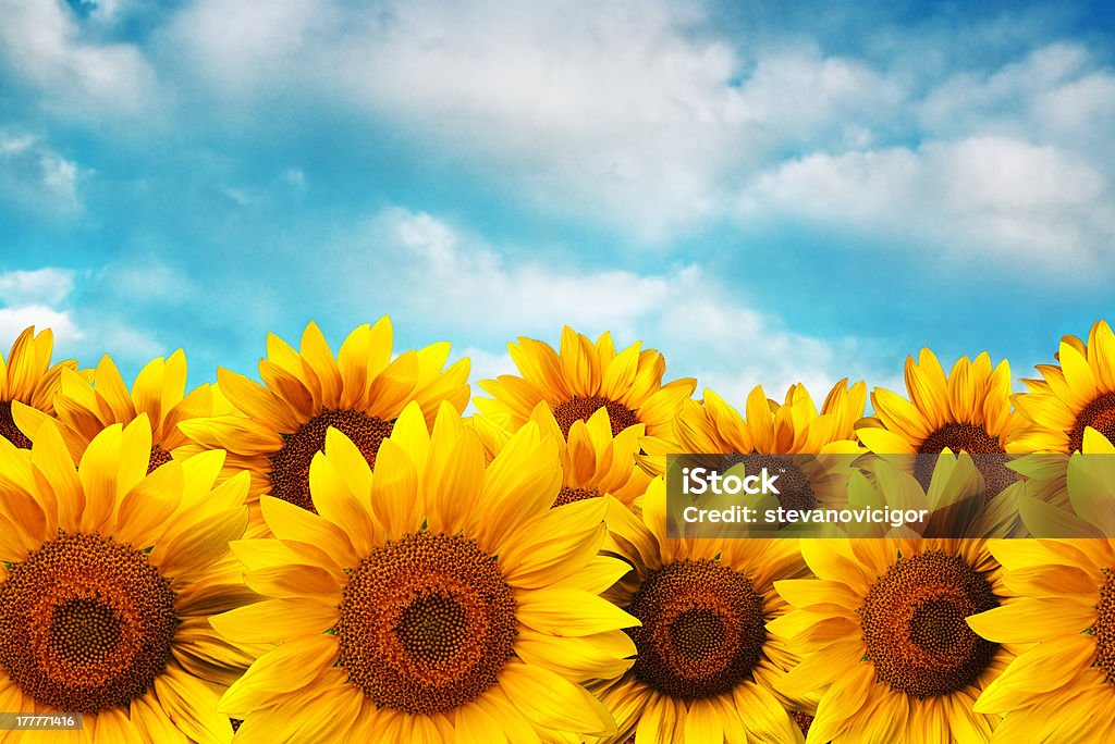 Sunflower field Sunflower field against the blue sky Agricultural Field Stock Photo