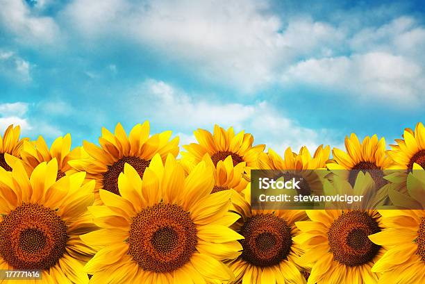 Sunflower Field Stock Photo - Download Image Now - Agricultural Field, Agriculture, Beauty In Nature