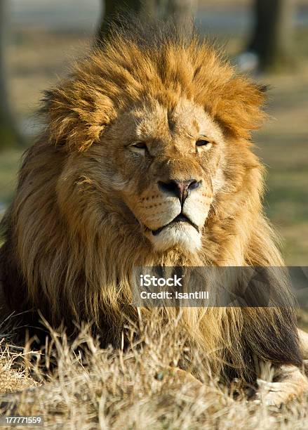 Lion King 0명에 대한 스톡 사진 및 기타 이미지 - 0명, 고양잇과, 노랑