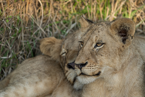 A young lion cub looking into the distance with more lions sleeping in the background, Greater Kruger.