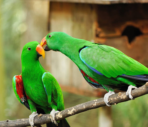 istock Couple of green eclectus parrots 177771665