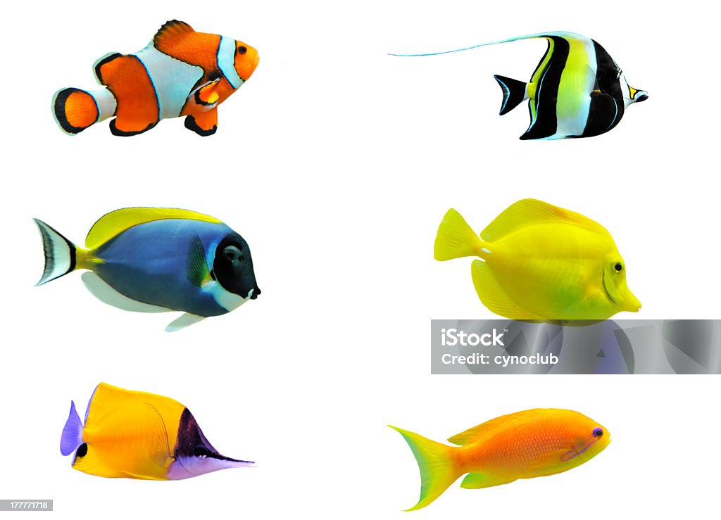 Image set of six tropical fish full side view of tropical fish isolated on white Fish Stock Photo