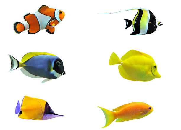 Image set of six tropical fish full side view of tropical fish isolated on white blue damsel fish photos stock pictures, royalty-free photos & images