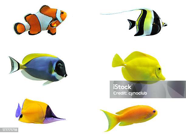 ชุดภาพปลาเขตร้อน 6 ตัว ภาพสต็อก - ดาวน์โหลดรูปภาพตอนนี้ - ปลา - สัตว์มีกระดูกสันหลัง, ปลาเขตร้อน - ปลาน้ำเค็ม, พื้นหลังสีขาว