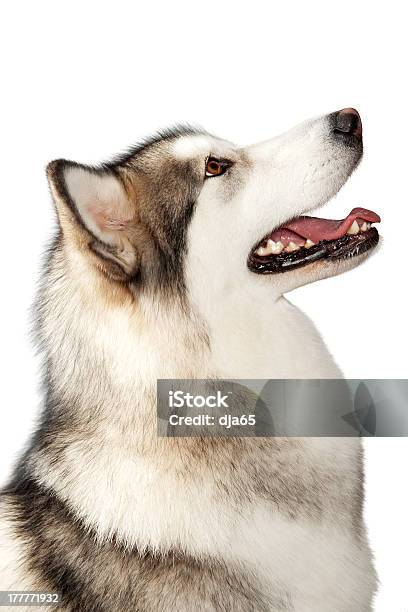 Photo libre de droit de Alaska Malamute De Lalaska Chien banque d'images et plus d'images libres de droit de Alaska - État américain - Alaska - État américain, Malamute de l'Alaska, Amitié