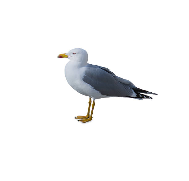 istock Portrait Of Seagull 177772210