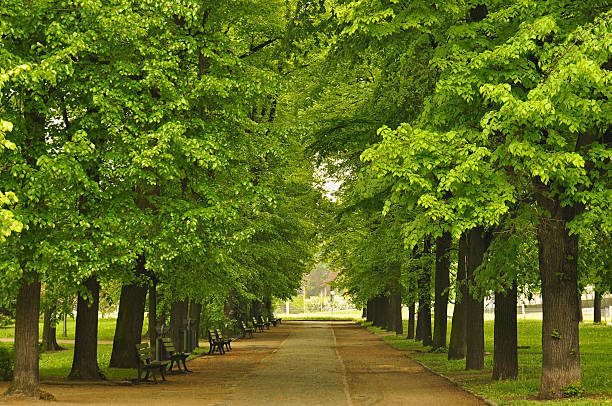 istock European city park 177772637