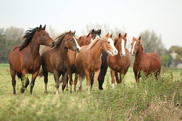 istock Batch of horses on autumn pasturage 177772984