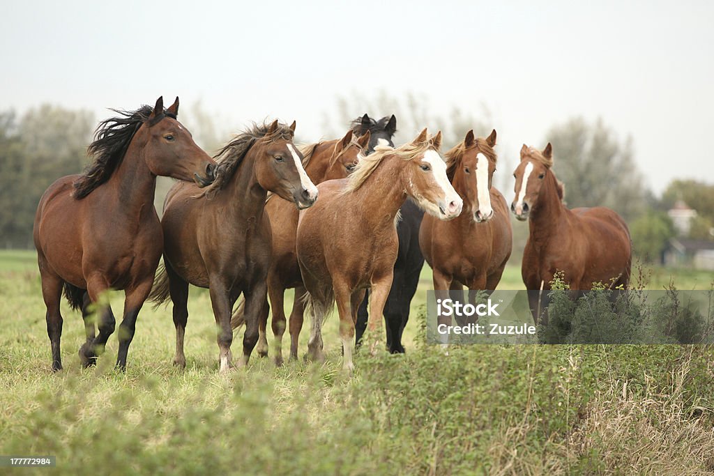 Batch of horses on autumn pasturage Batch of horses looking on autumn pasturage Animal Stock Photo