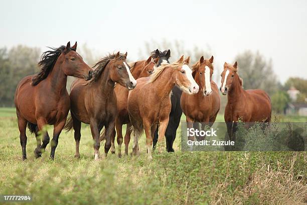 Batch Of Horses On Autumn Pasturage Stock Photo - Download Image Now - Animal, Brown, Chestnut - Horse Color