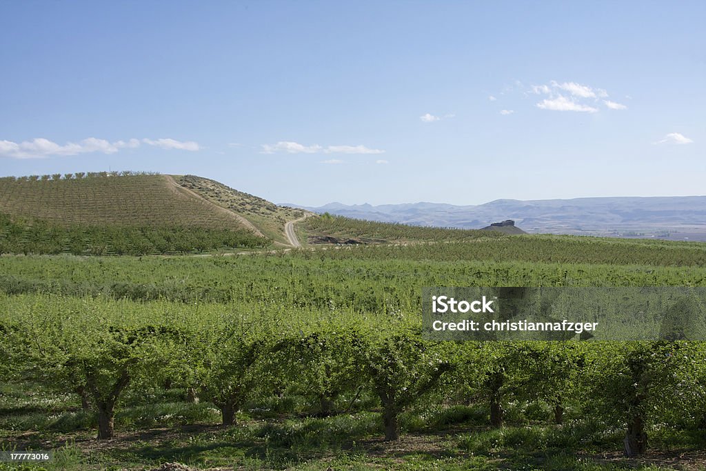 Idaho Vinho do país - Royalty-free Idaho Foto de stock