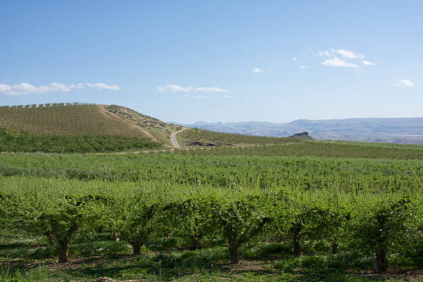 idaho vinho do país - snake river fotos imagens e fotografias de stock