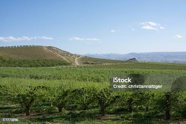 Idaho Vinho Do País - Fotografias de stock e mais imagens de Idaho - Idaho, Vinho, Rio Snake