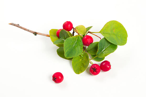 cotoneaster - pyrinae - fotografias e filmes do acervo