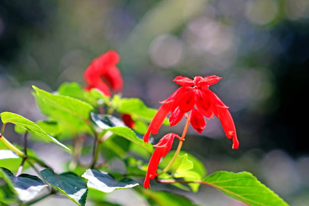 istock Flowers from the Garden 1777732958