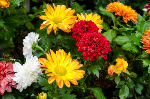 istock colourful chrysanthemums in the garden. 1777736280