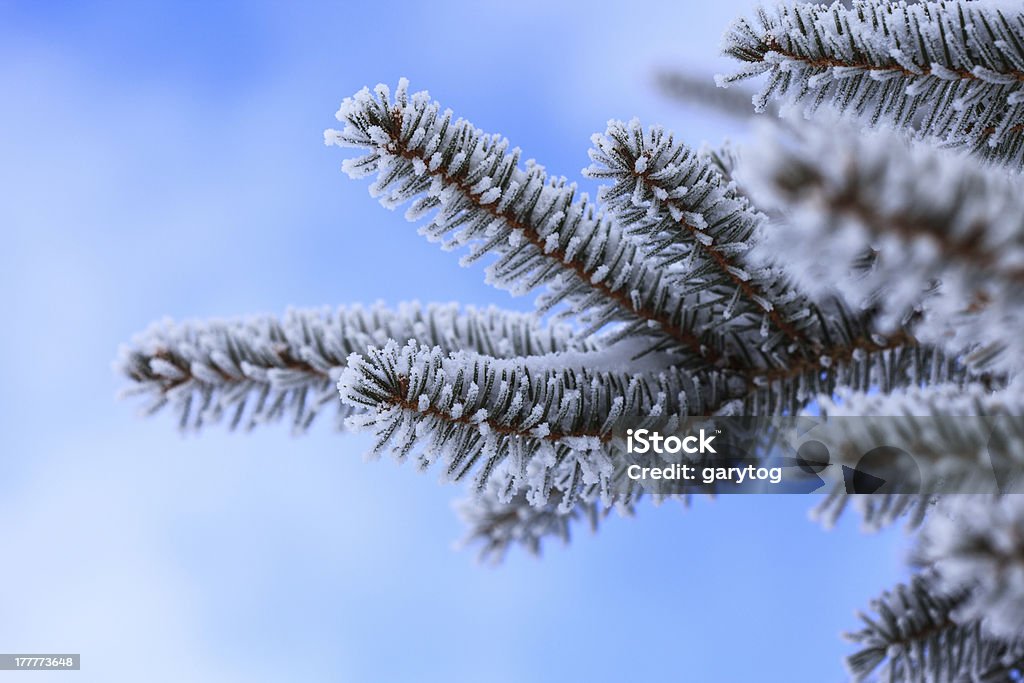 Pine détail - Photo de Hiver libre de droits