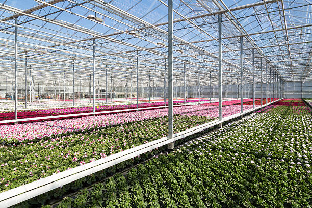 istock Greenhouse with colorful geranium plants 177773938