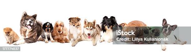 Gruppo Di Diverse Razze Di Cani - Fotografie stock e altre immagini di Cagnolino - Cagnolino, Akita inu, Animale