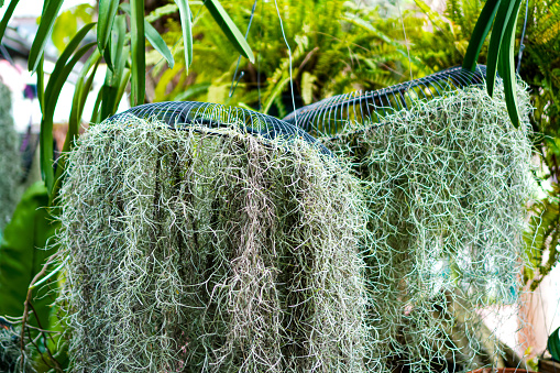 Spanish moss; The scientific name is Tillandsia usneoides is a plant in the pineapple family that has no roots, hanging in long lines from the tree trunk. Rarely found, tiny roots grow out of it. The flowers have a light aroma and suck water through silver-gray leaves because the silver trichomes on the leaves help to suck water from moist air.