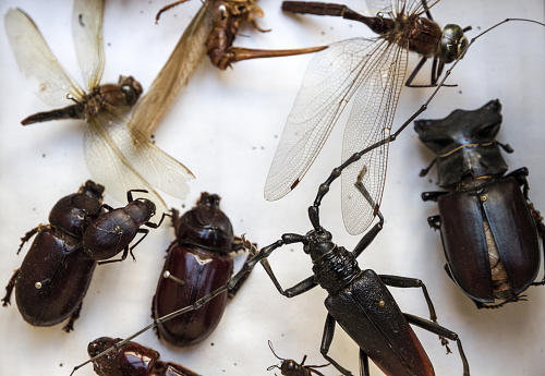 Carabus nemoralis Bronze Carabid Ground Beetle Insect. Digitally Enhanced Photograph.