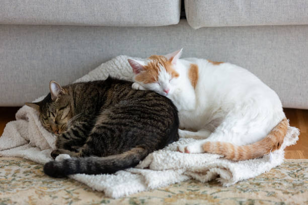 Zwei niedliche domestizierte Katzen schlafen – Foto