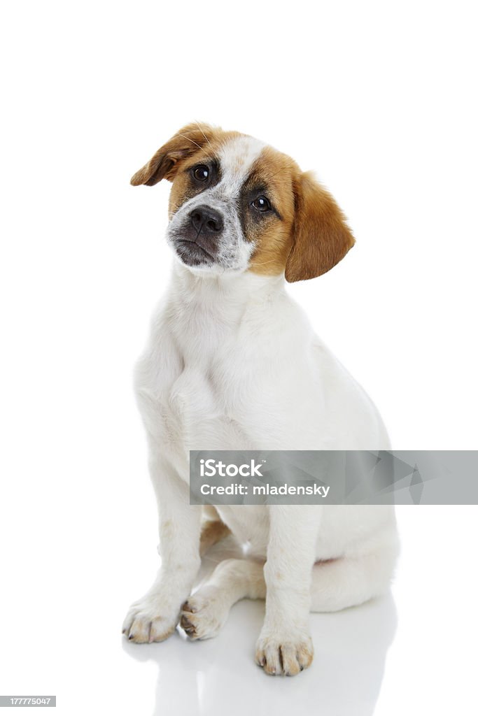Hund Obedient Sitzung - Lizenzfrei Abwarten Stock-Foto