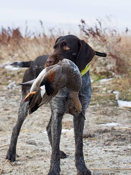 istock Gadwall duck and hunting dog 177775123