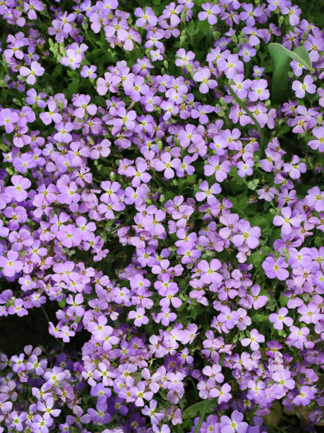 istock Purple garden flowers 1777753592