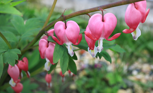 Dicentra heart shaped flowers in a garden closeup
