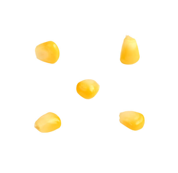 istock Collection of delicious corn seeds, on white 1777753693