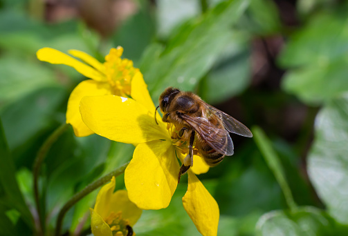 Honey bee on Yellow wood Anemone, Anemonoides ranunculoides. Nature awakening in spring.
